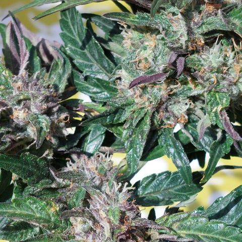 Titan Gorilla Auto growlog timeline photo