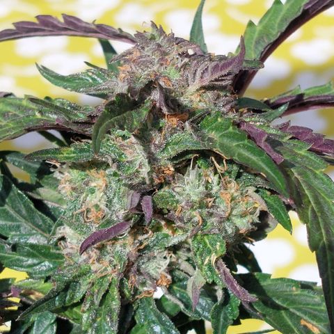 Titan Gorilla Auto growlog timeline photo