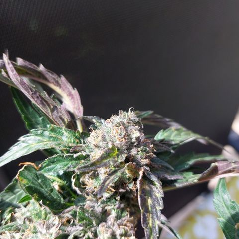 Titan Gorilla Auto growlog timeline photo