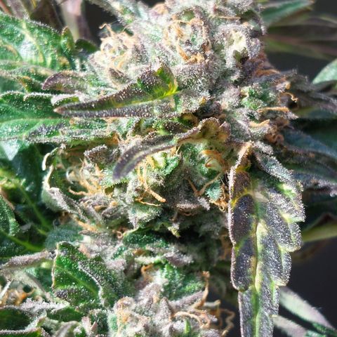 Titan Gorilla Auto growlog timeline photo