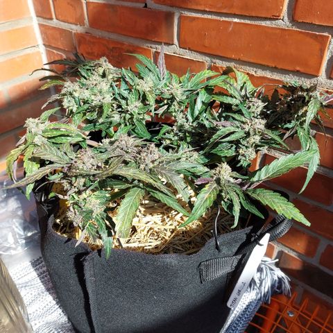 Titan Gorilla Auto growlog timeline photo