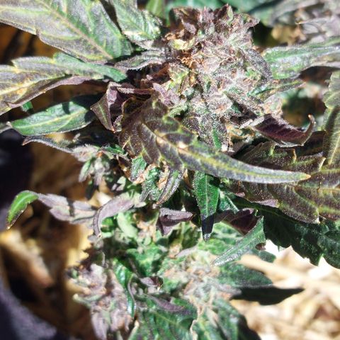 Titan Gorilla Auto growlog timeline photo