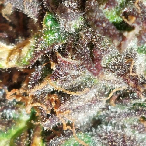 Titan Gorilla Auto growlog timeline photo