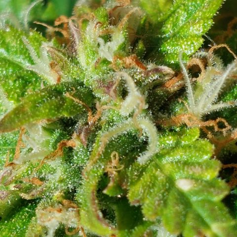 Auto Orange Bud growlog timeline photo
