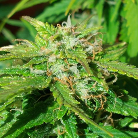 Auto Orange Bud growlog timeline photo