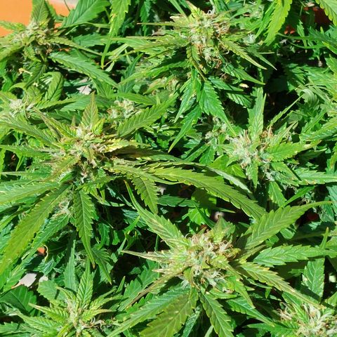 Auto Orange Bud growlog timeline photo