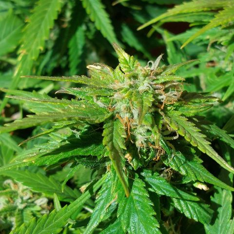 Auto Orange Bud growlog timeline photo