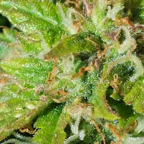 Auto Orange Bud growlog timeline photo