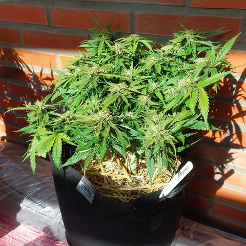 Auto Orange Bud growlog timeline photo