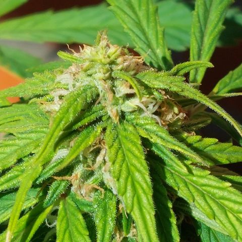 Moonlight Auto - Naledi Seeds growlog timeline photo