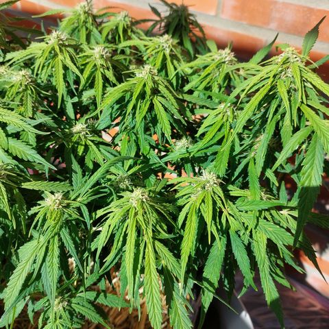Moonlight Auto - Naledi Seeds growlog timeline photo