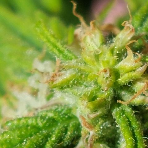 Moonlight Auto - Naledi Seeds growlog timeline photo