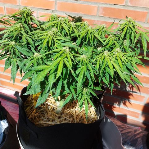 Moonlight Auto - Naledi Seeds growlog timeline photo