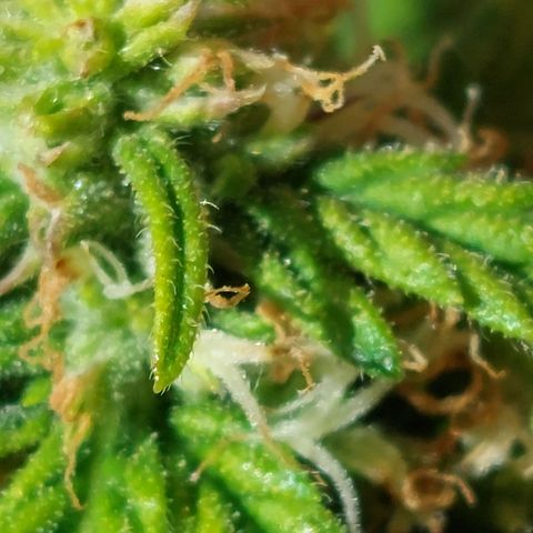 Moonlight Auto - Naledi Seeds growlog timeline photo