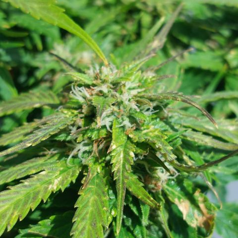 Auto Orange Bud growlog timeline photo