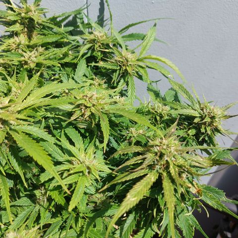 Auto Orange Bud growlog timeline photo