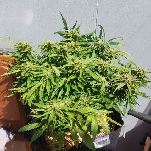 Auto Orange Bud growlog timeline photo
