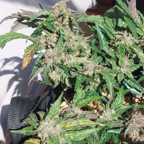Titan Gorilla Auto growlog timeline photo