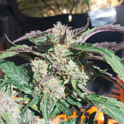 Titan Gorilla Auto growlog timeline photo
