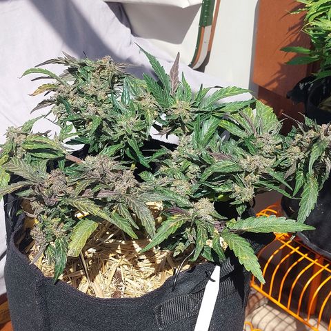 Titan Gorilla Auto growlog timeline photo