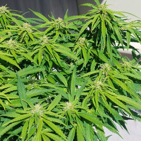 Moonlight Auto - Naledi Seeds growlog timeline photo