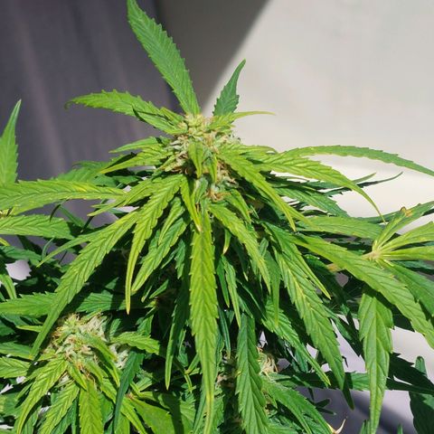 Moonlight Auto - Naledi Seeds growlog timeline photo