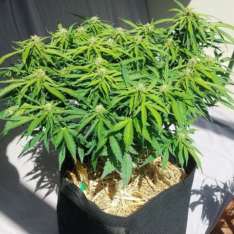 Moonlight Auto - Naledi Seeds growlog timeline photo