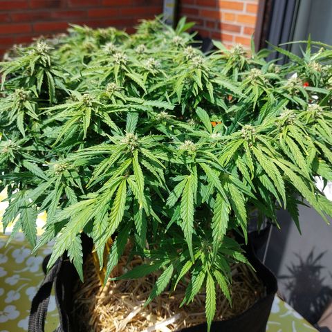 Moonlight Auto - Naledi Seeds growlog timeline photo