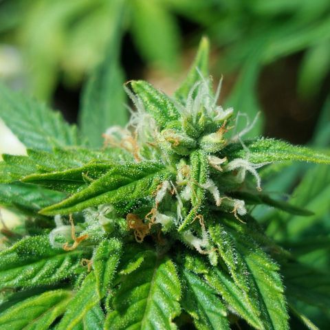 Moonlight Auto - Naledi Seeds growlog timeline photo