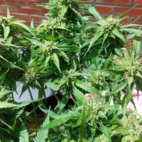 Auto Orange Bud growlog timeline photo