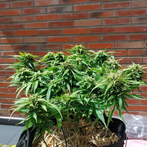 Auto Orange Bud growlog timeline photo