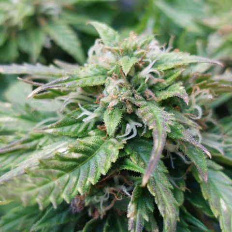 Auto Orange Bud growlog timeline photo