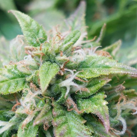 Auto Orange Bud growlog timeline photo