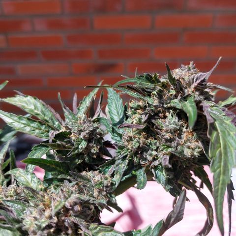 Titan Gorilla Auto growlog timeline photo