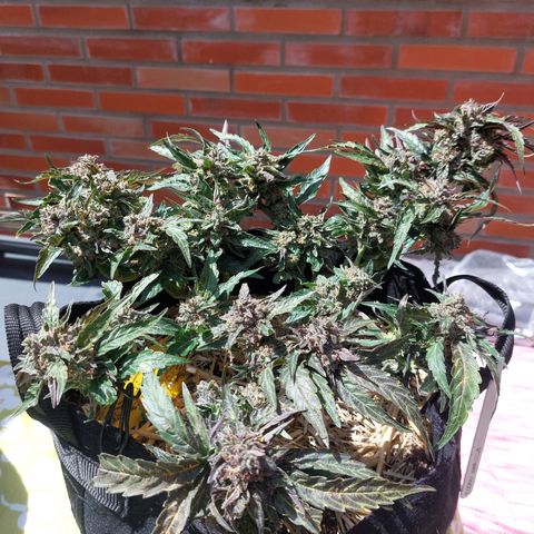 Titan Gorilla Auto growlog timeline photo