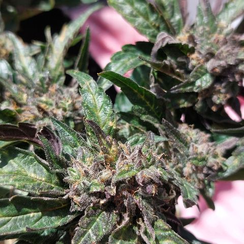 Titan Gorilla Auto growlog timeline photo