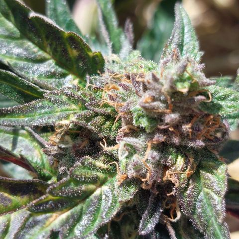 Titan Gorilla Auto growlog timeline photo