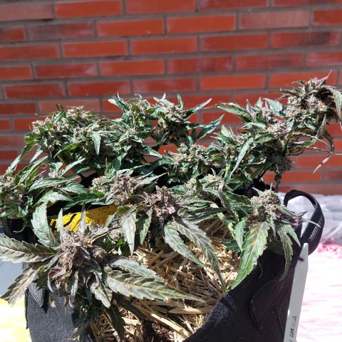 Titan Gorilla Auto growlog timeline photo