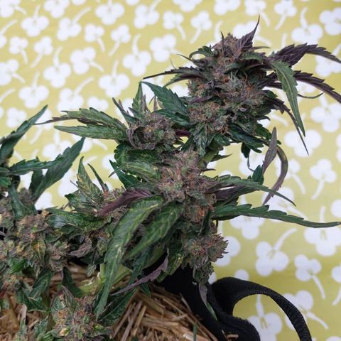 Titan Gorilla Auto growlog timeline photo