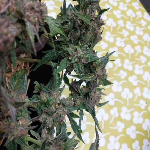 Titan Gorilla Auto growlog timeline photo