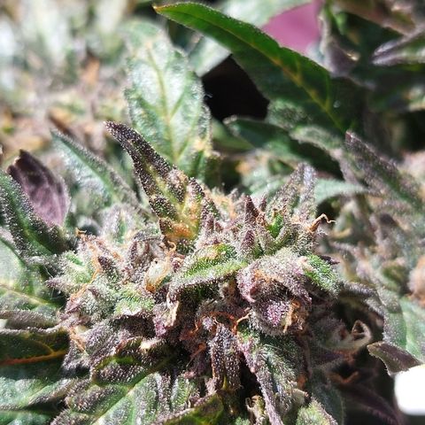 Titan Gorilla Auto growlog timeline photo