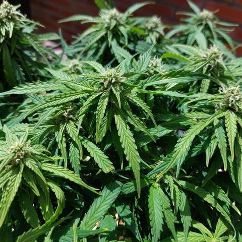 Moonlight Auto - Naledi Seeds growlog timeline photo