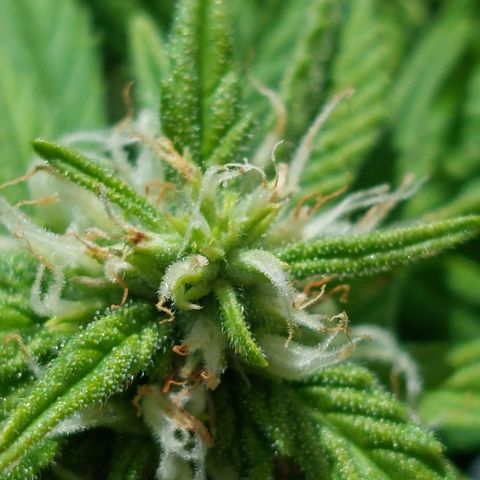 Moonlight Auto - Naledi Seeds growlog timeline photo