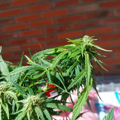 Moonlight Auto - Naledi Seeds growlog timeline photo