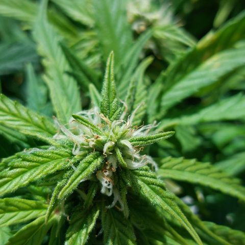 Moonlight Auto - Naledi Seeds growlog timeline photo