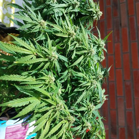 Moonlight Auto - Naledi Seeds growlog timeline photo