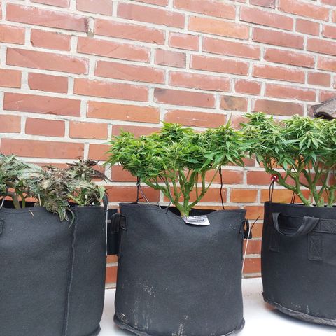 Auto Orange Bud growlog timeline photo
