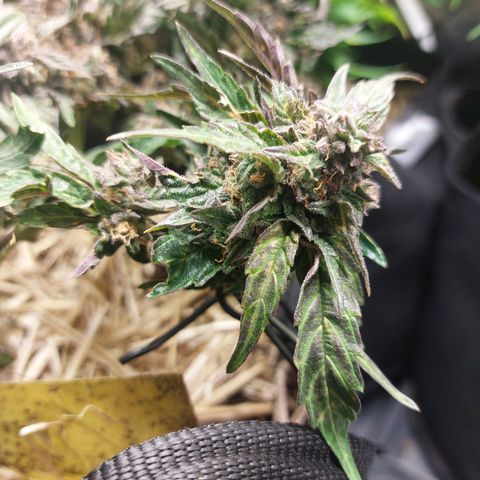 Titan Gorilla Auto growlog timeline photo