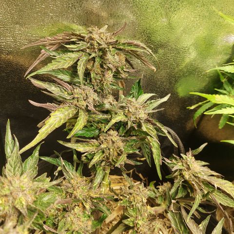 Titan Gorilla Auto growlog timeline photo