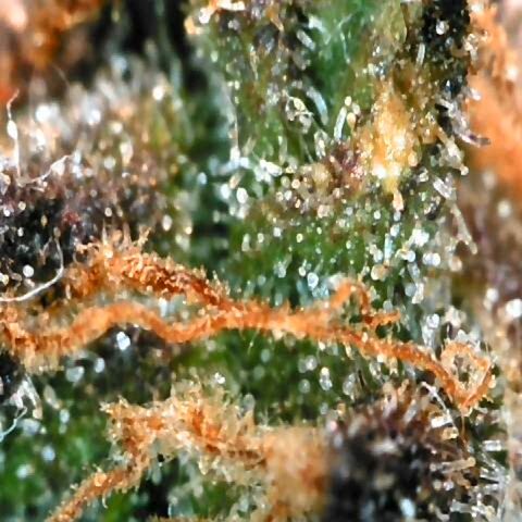Titan Gorilla Auto growlog timeline photo